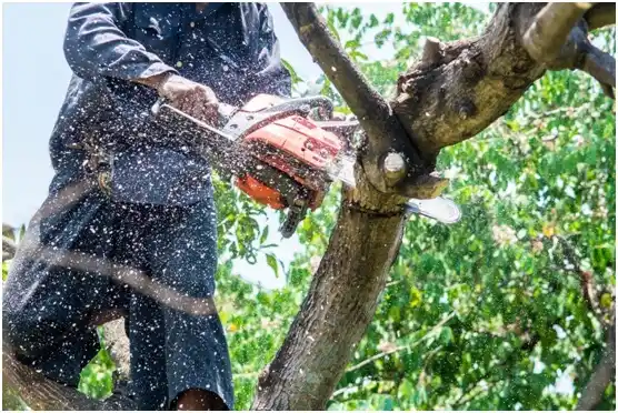 tree services Wyndmoor